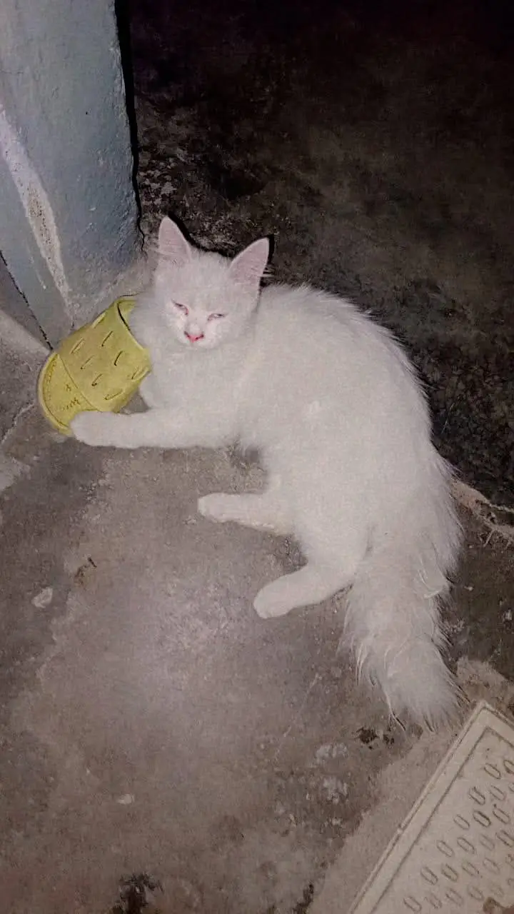 White Persian Cat For Sale | 7 Months | Active & Playful | Karachi — photo 2