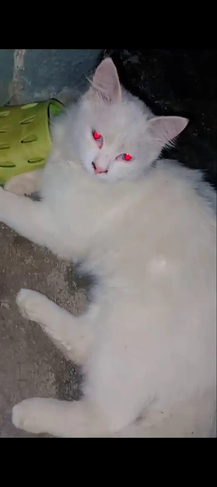 White Persian Cat For Sale | 7 Months | Active & Playful | Karachi — photo 4