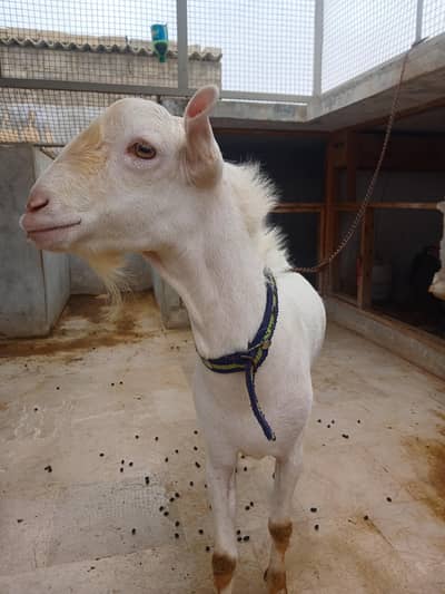 Teddy Goats