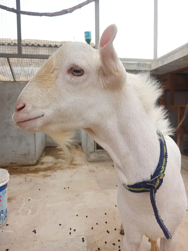 Teddy Goats — photo 2
