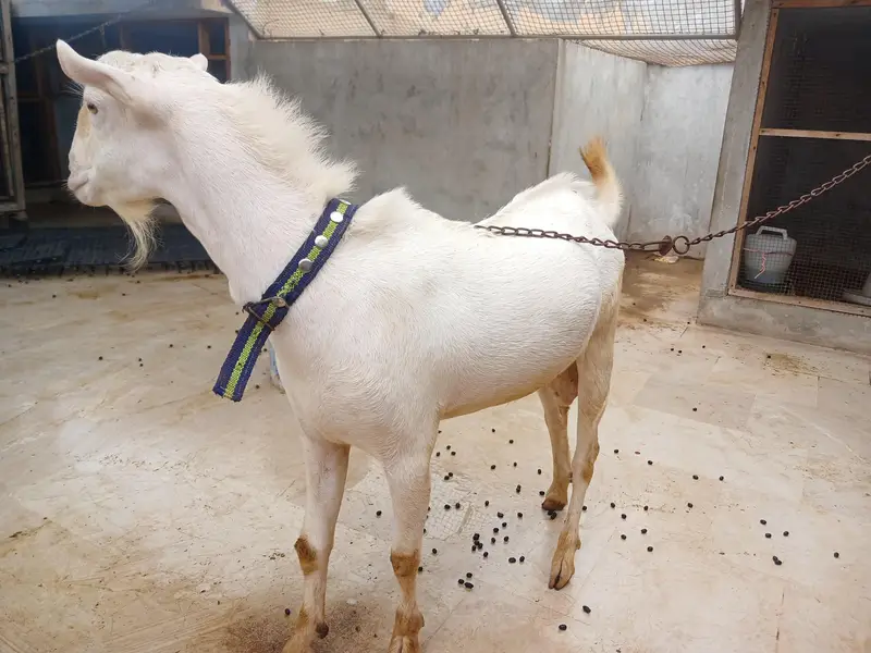 Teddy Goats — photo 3
