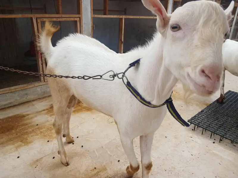 Teddy Goats — photo 4