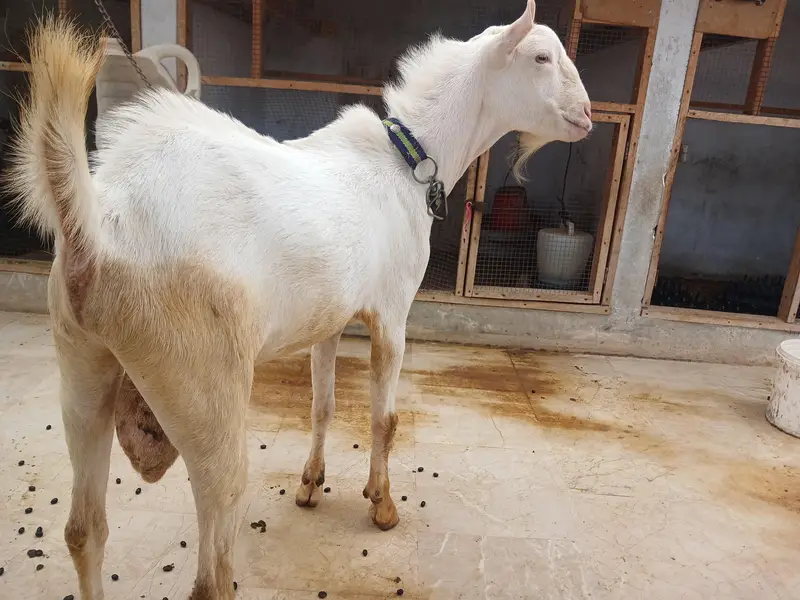 Teddy Goats — photo 5