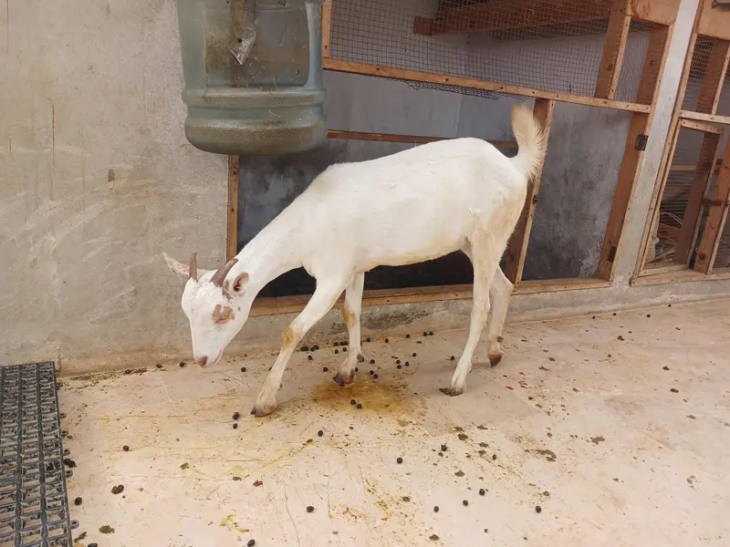 Teddy Goats — photo 6