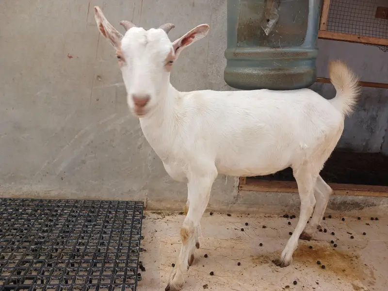 Teddy Goats — photo 7