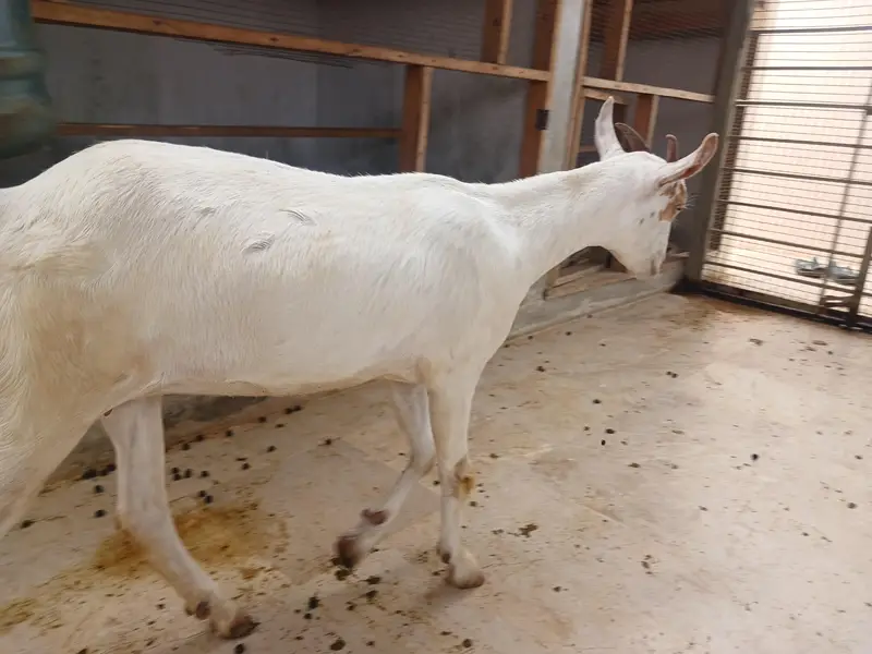 Teddy Goats — photo 8
