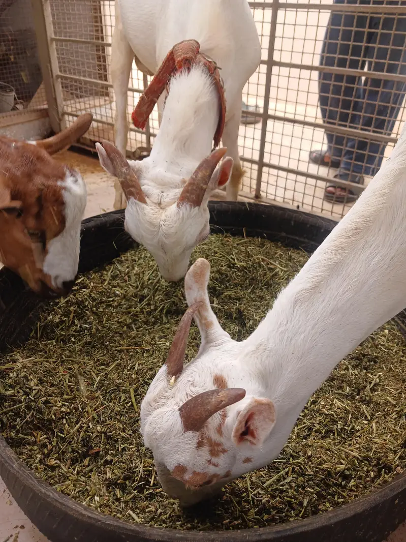 Teddy Goats — photo 9