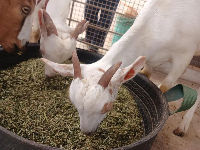 Teddy Goats — photo 10