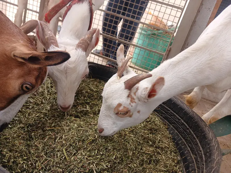 Teddy Goats — photo 11