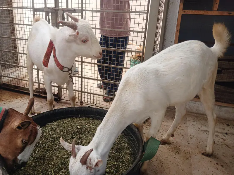 Teddy Goats — photo 12
