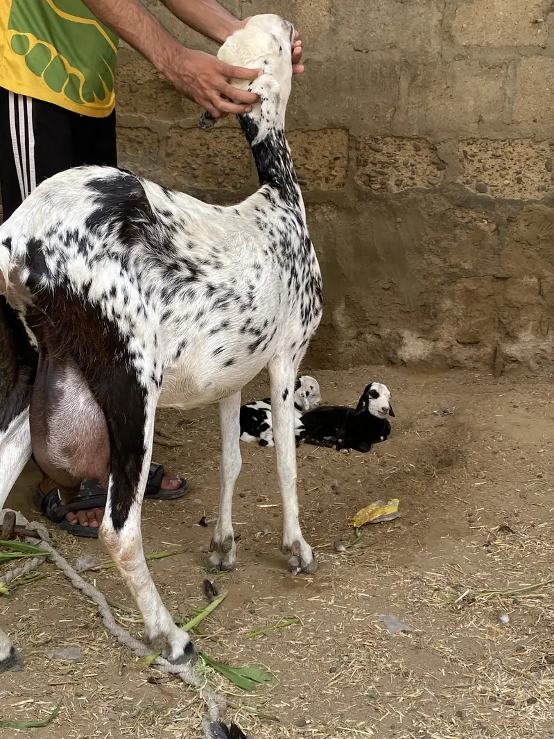 alag alg bhi mil jaengi — photo 2