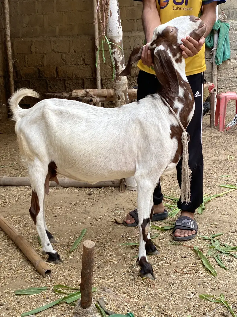 alag alg bhi mil jaengi — photo 3