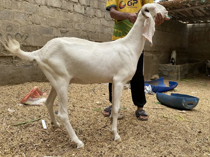 alag alg bhi mil jaengi — photo 4