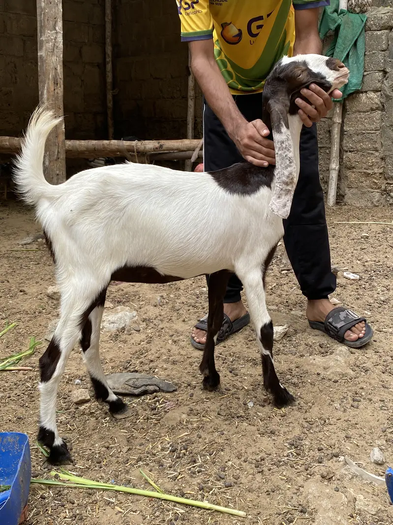 alag alg bhi mil jaengi — photo 6
