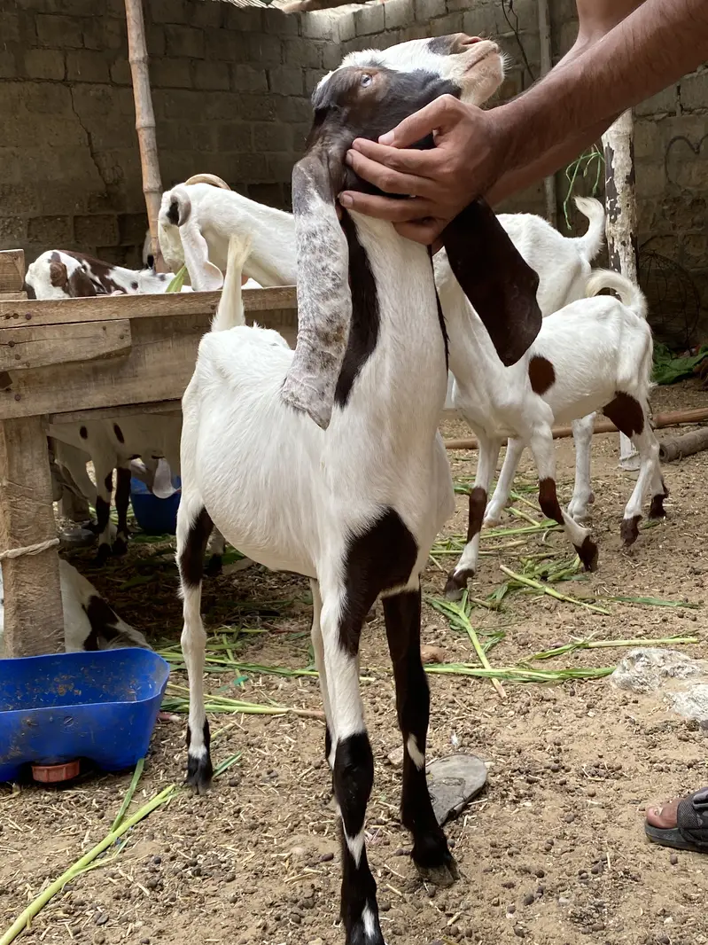 alag alg bhi mil jaengi — photo 7