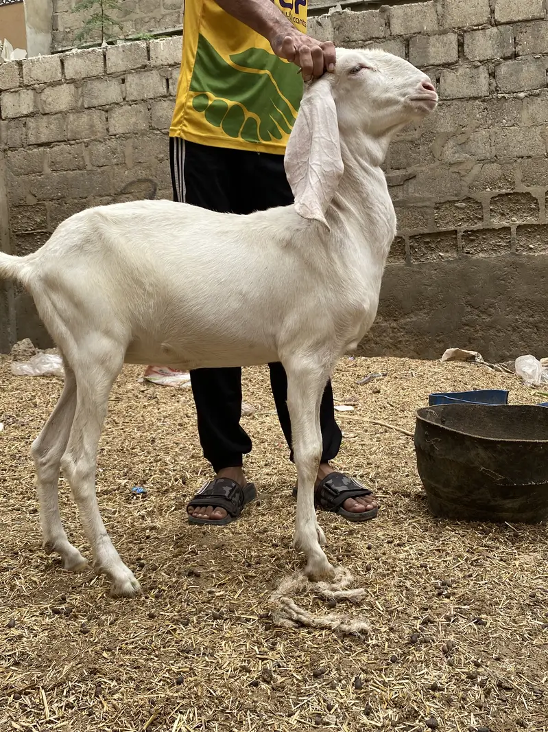 alag alg bhi mil jaengi — photo 12
