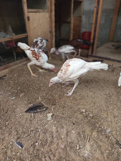 aseel thai and kandhari breed available