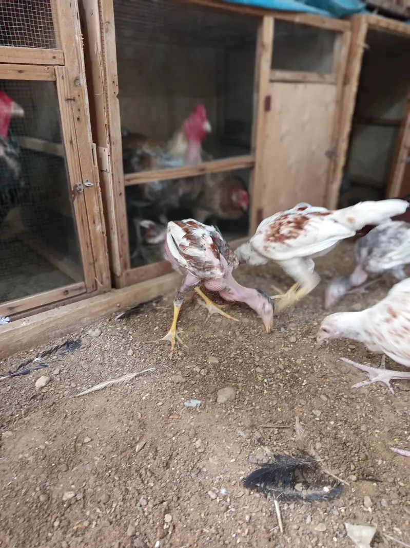 aseel thai and kandhari breed available — photo 2