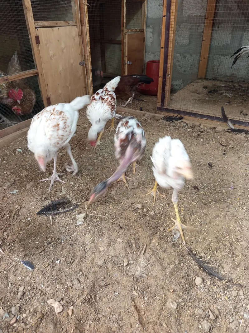 aseel thai and kandhari breed available — photo 3