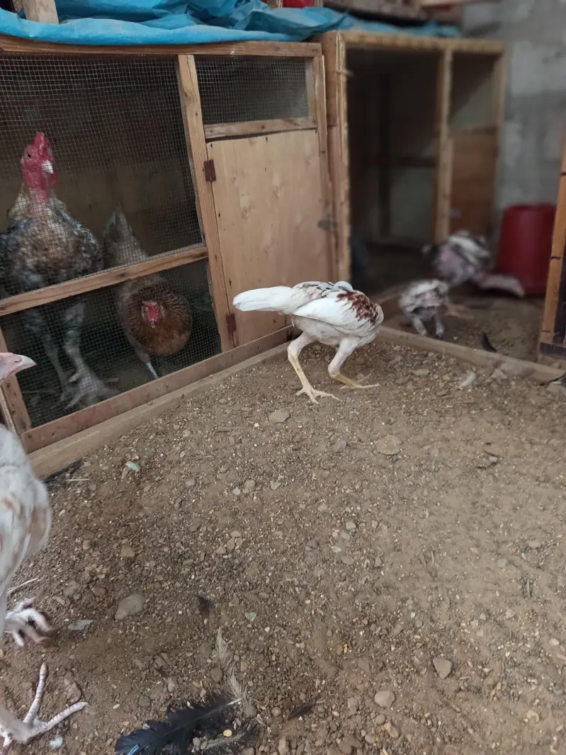 aseel thai and kandhari breed available — photo 5