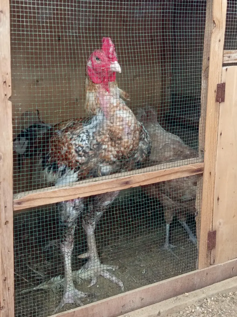 aseel thai and kandhari breed available — photo 6