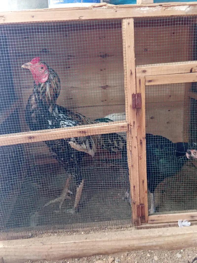 aseel thai and kandhari breed available — photo 7