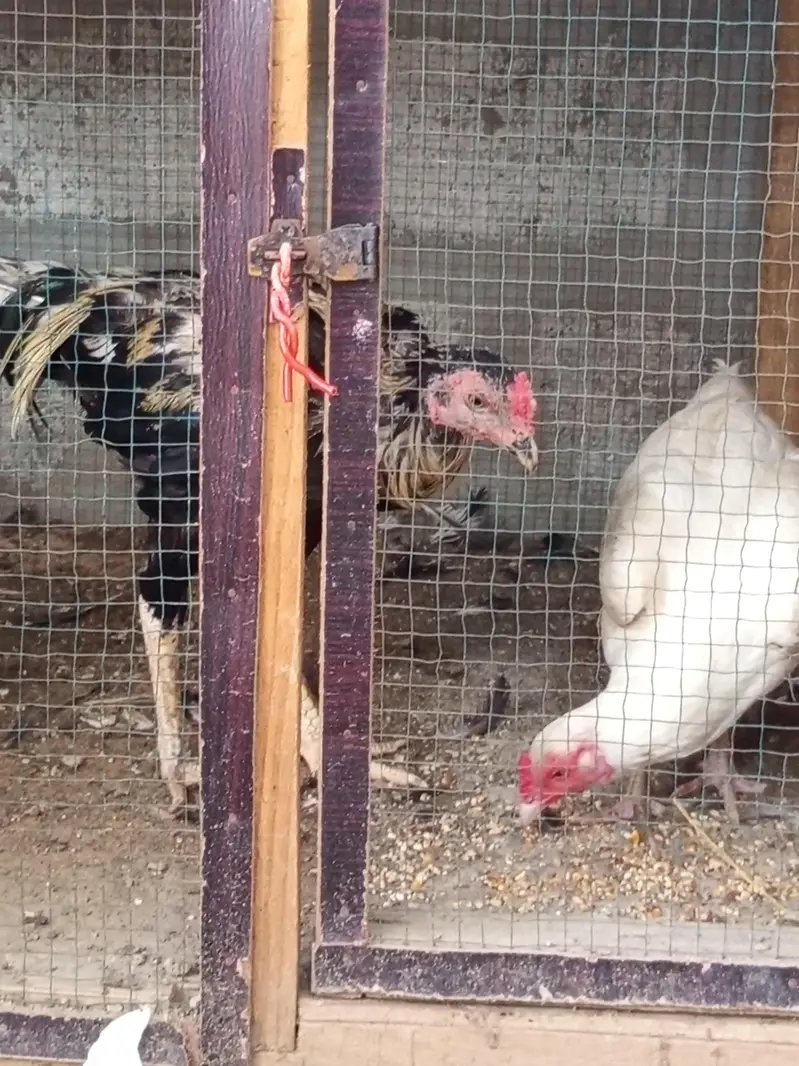 aseel thai and kandhari breed available — photo 8