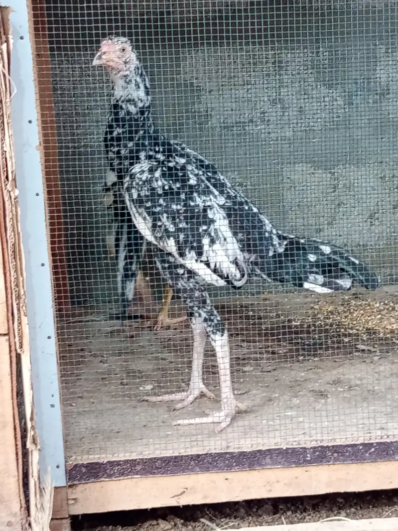 aseel thai and kandhari breed available — photo 9