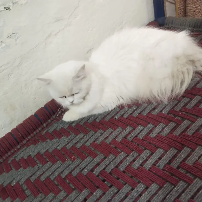 Percian cat — photo 3