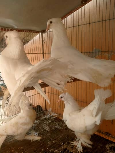 beautiful pair for sale with 2 baby