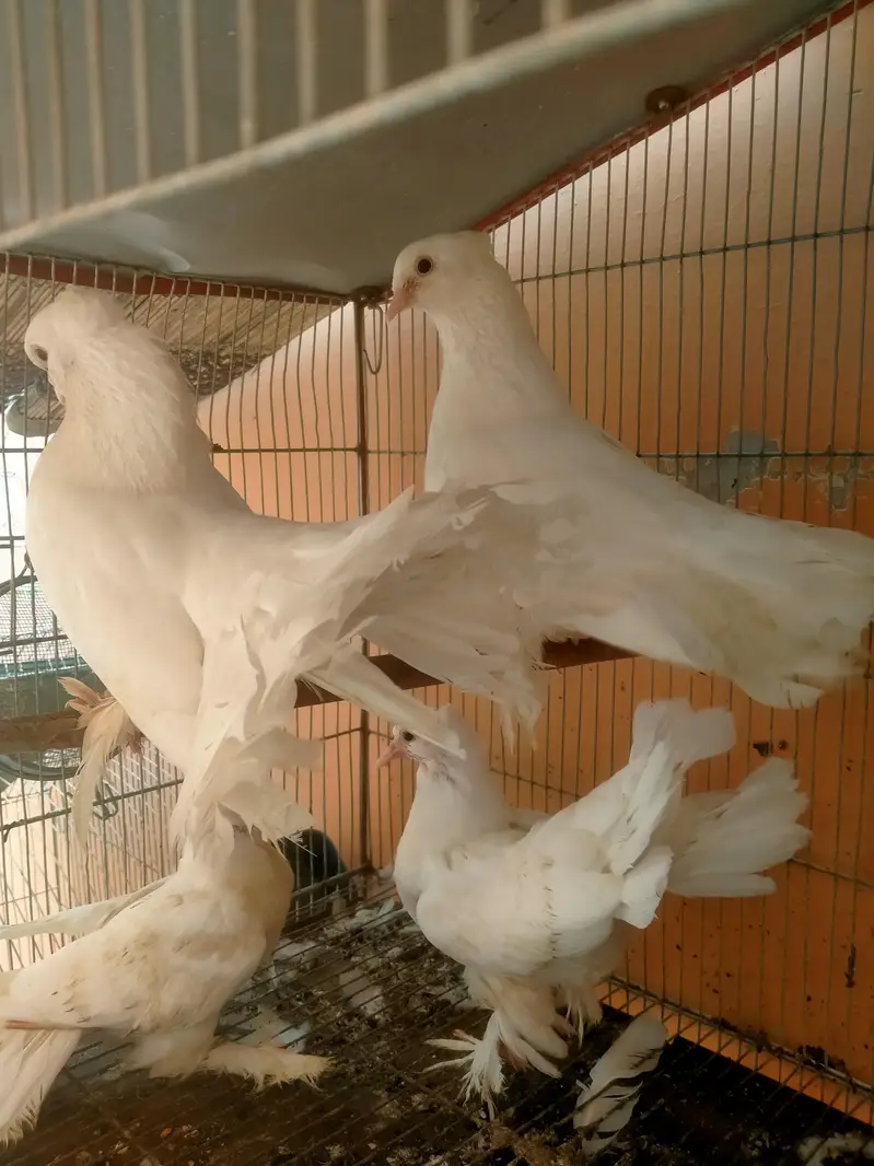 beautiful pair for sale with 2 baby — photo 2
