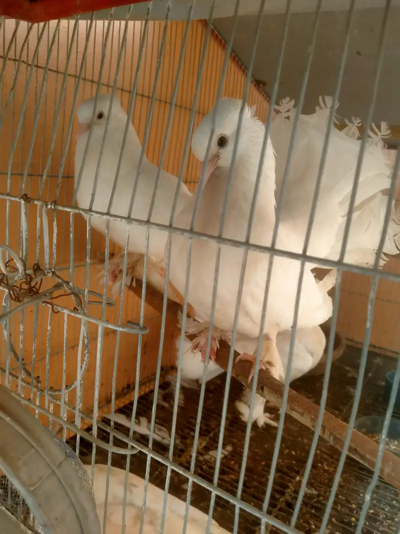 beautiful pair for sale with 2 baby — photo 3