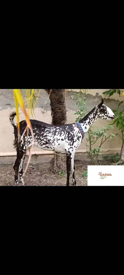 Premium Barabri Bakri