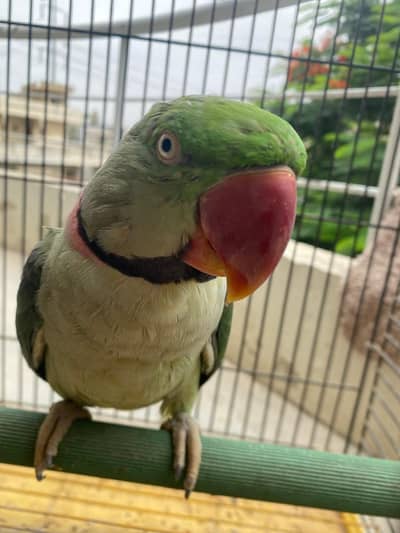 green parrot