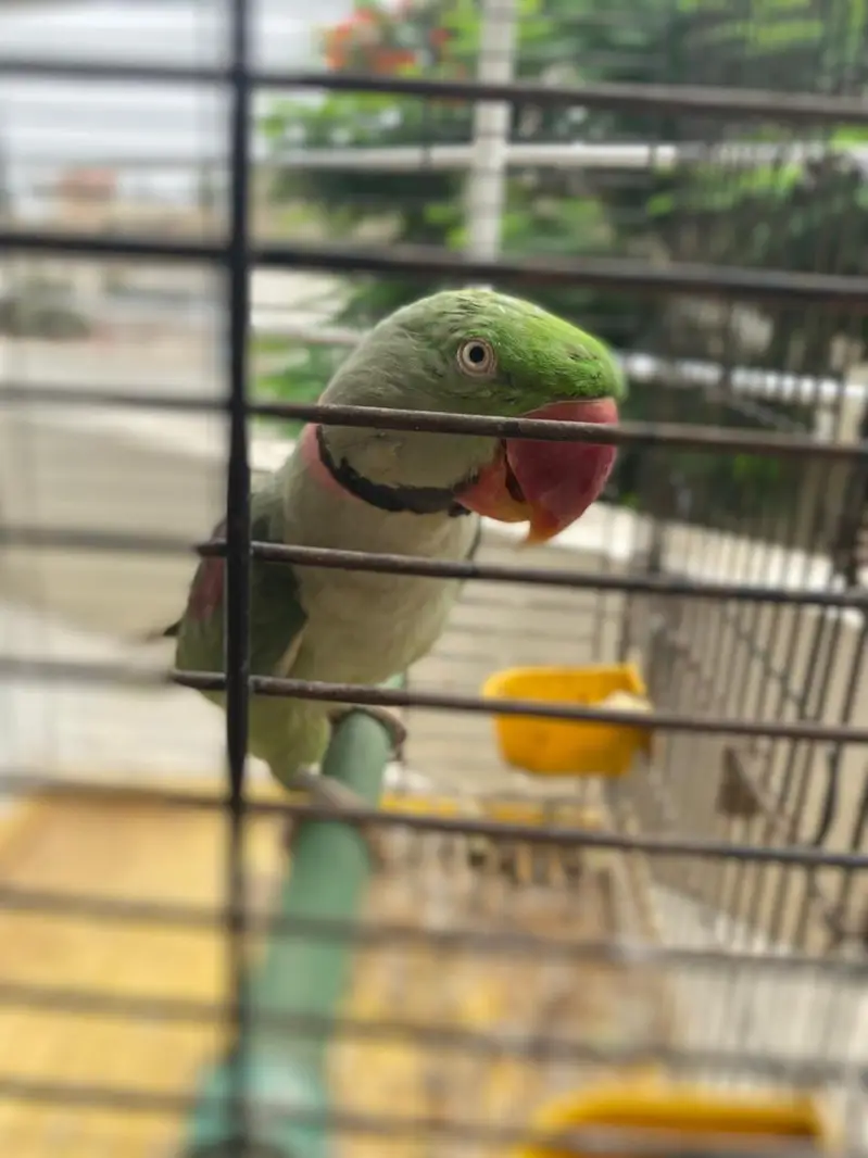 green parrot — photo 2