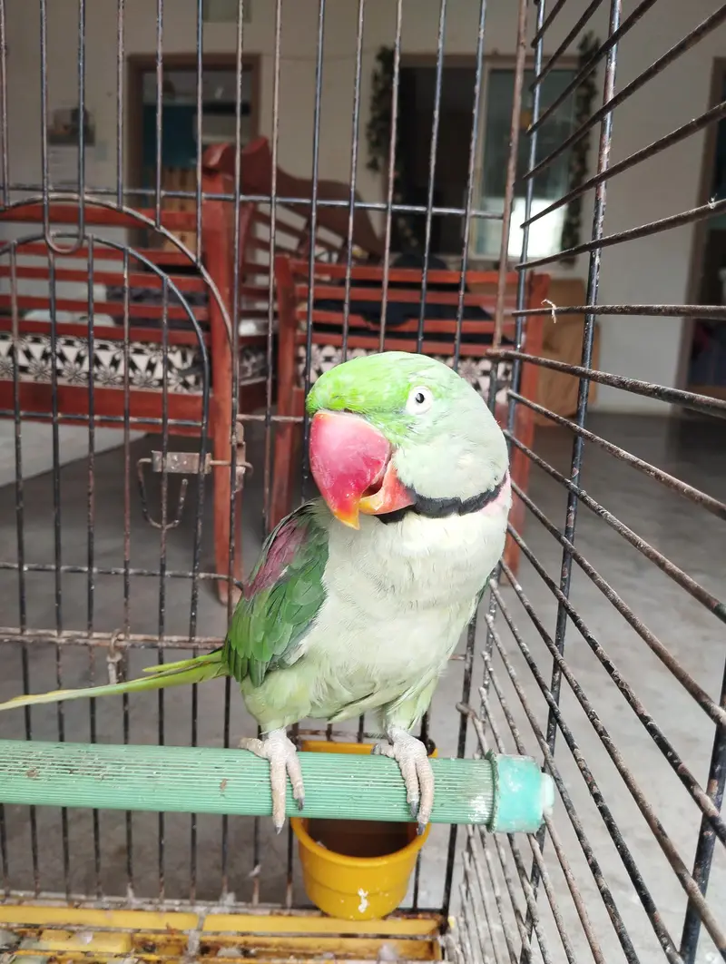 green parrot — photo 3