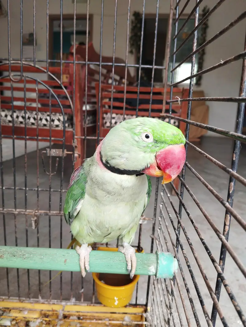 green parrot — photo 4