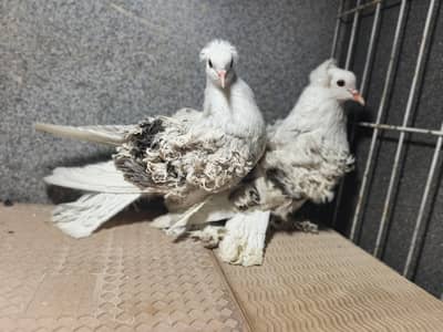 Silver saddle frilback chiks pair