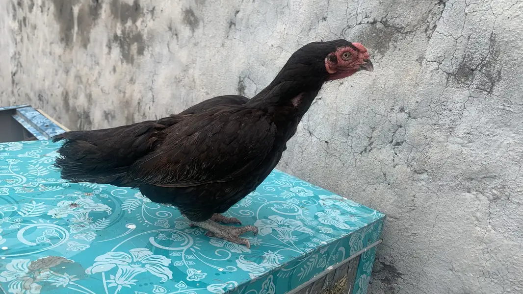 Aseel 3 murgia ha 6000, 4000, 3500 price ha whatsap number 03195376417 — photo 3