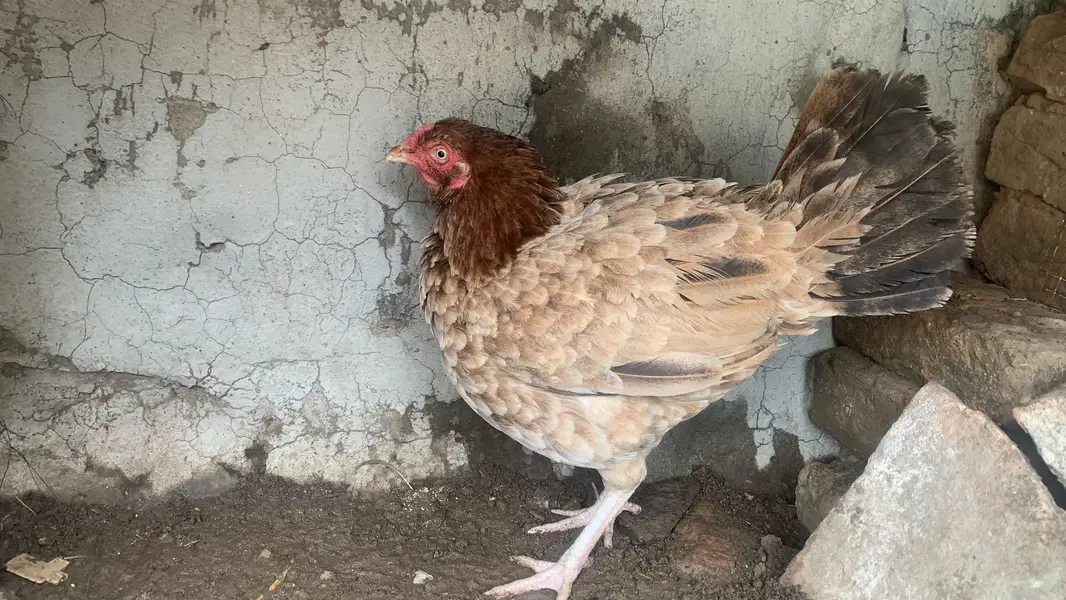Aseel 3 murgia ha 6000, 4000, 3500 price ha whatsap number 03195376417 — photo 4