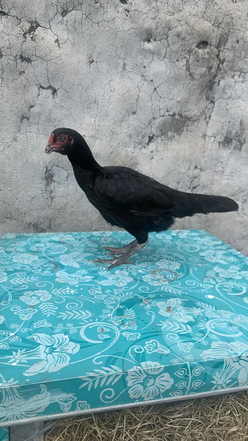 Aseel 3 murgia ha 6000, 4000, 3500 price ha whatsap number 03195376417 — photo 5