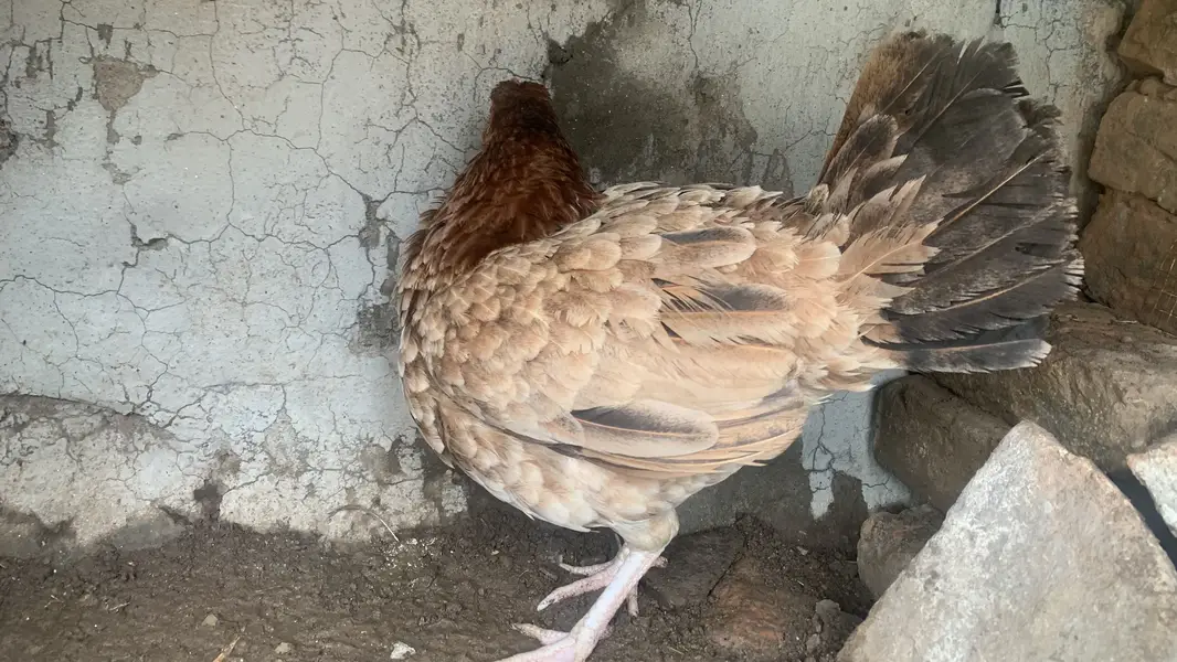 Aseel 3 murgia ha 6000, 4000, 3500 price ha whatsap number 03195376417 — photo 7