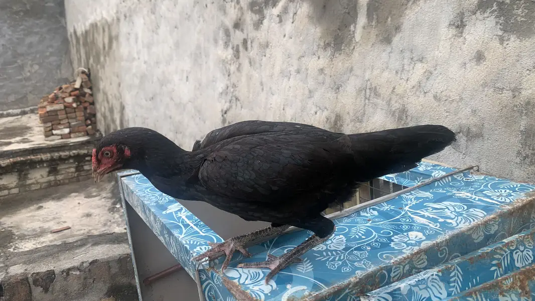 Aseel 3 murgia ha 6000, 4000, 3500 price ha whatsap number 03195376417 — photo 8
