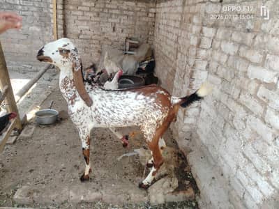 makki Cheni female path