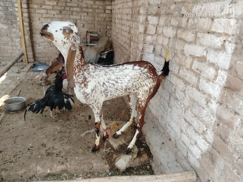 makki Cheni female path — photo 2