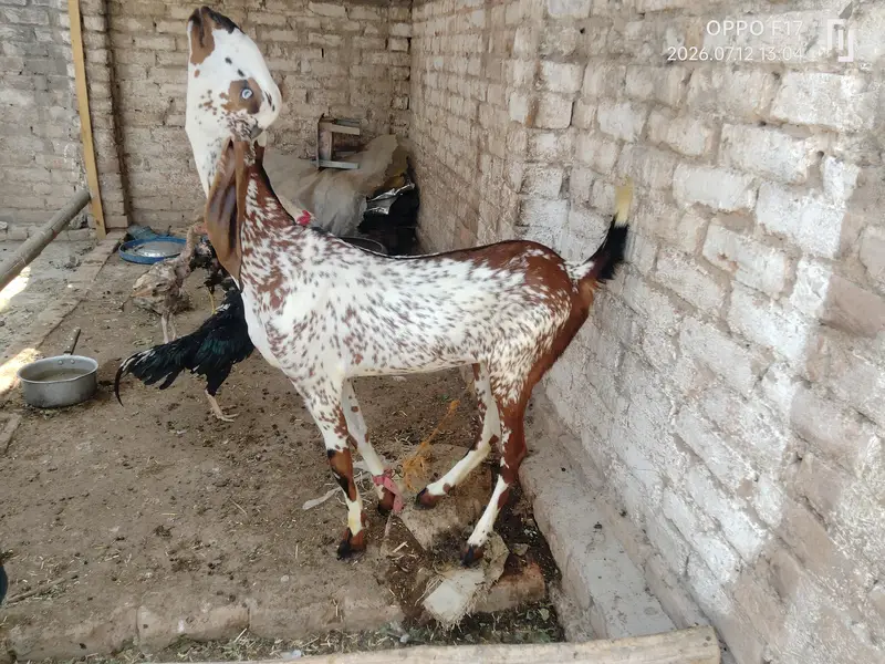 makki Cheni female path — photo 3