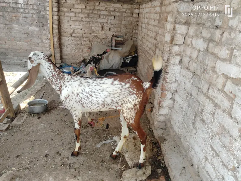makki Cheni female path — photo 4
