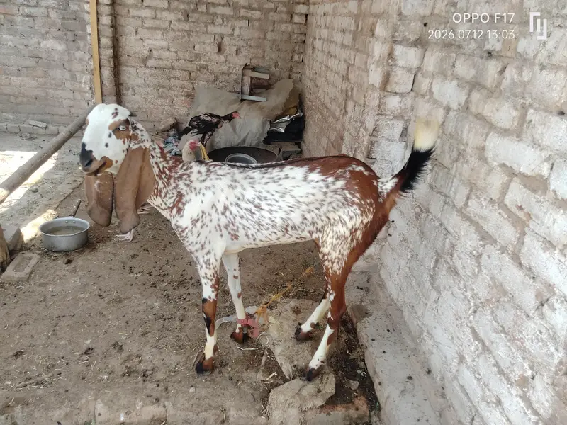 makki Cheni female path — photo 5