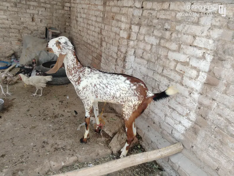 makki Cheni female path — photo 6