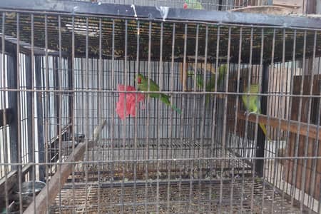 My best little parrot setup for selling